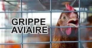IMAGE GRIPPE AVIAIRE