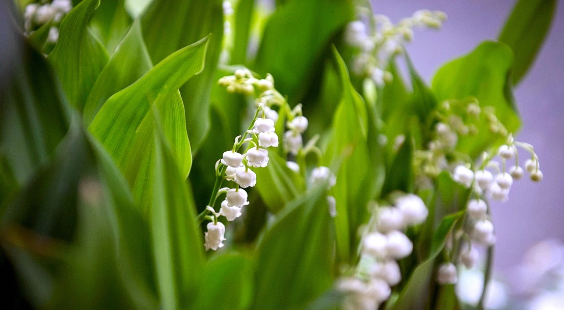 logo muguet